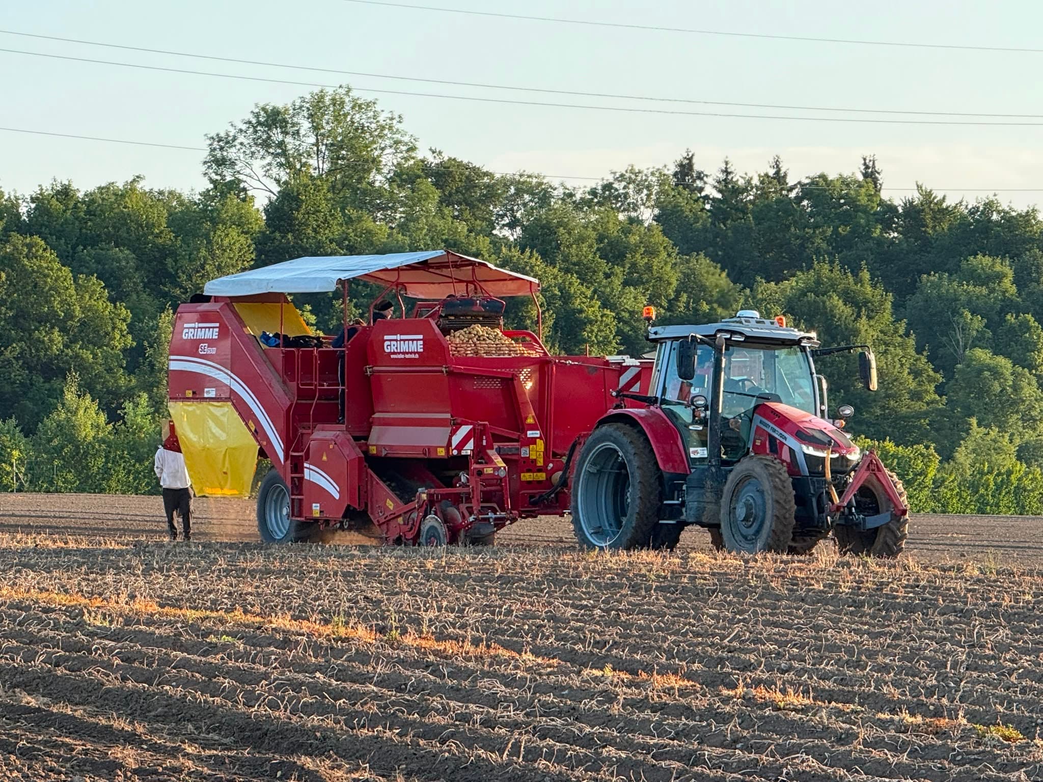 Traktor mit Kartoffelvollernter bei der Ernte im Abendlicht