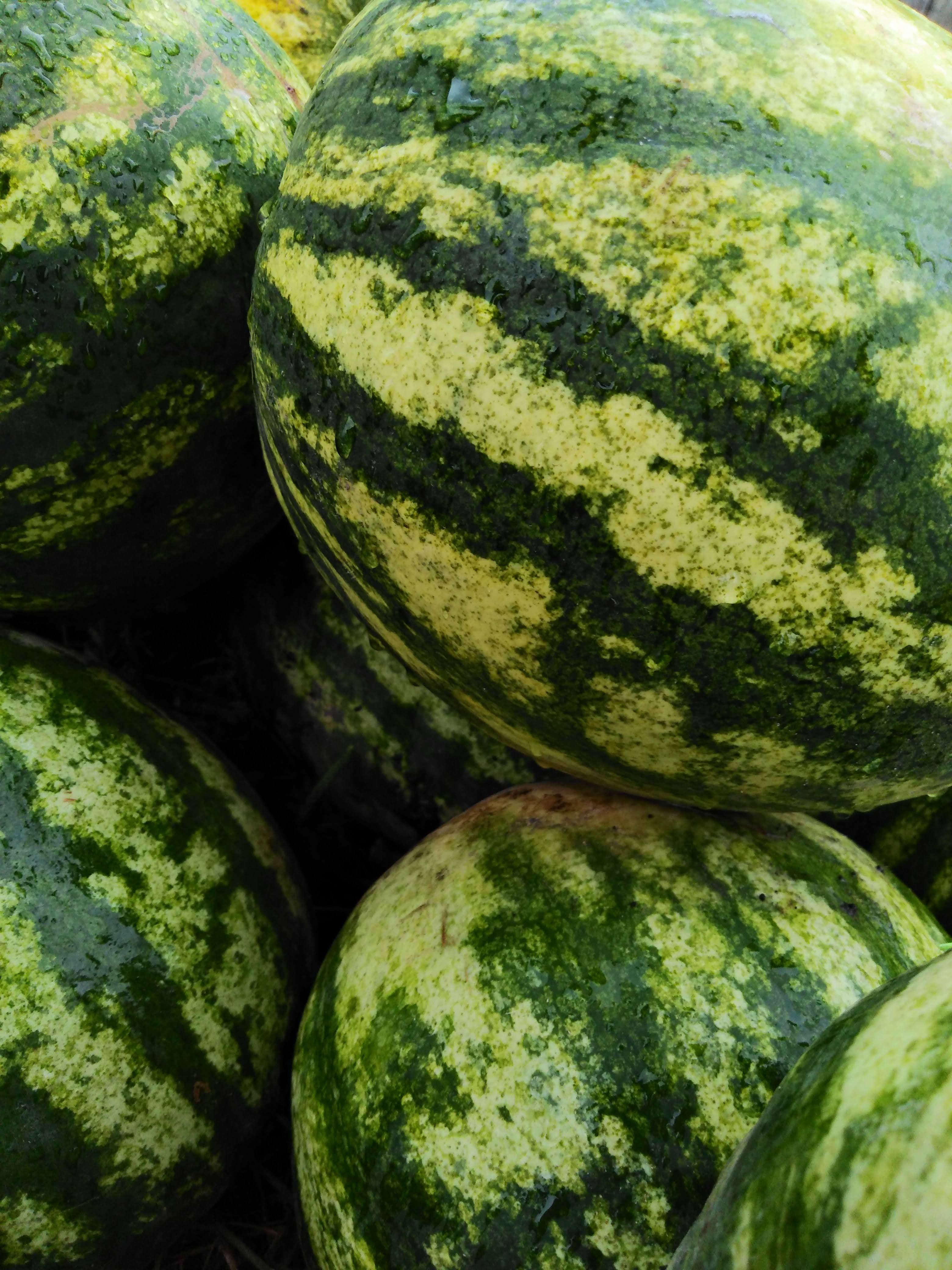 Reife Wassermelonen mit gestreifter Schale nach der Ernte